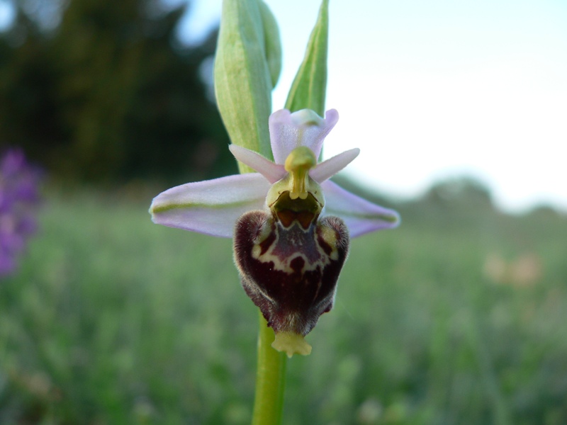 Ophrys fuciflora:  che strane !!!